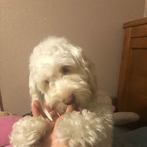 Meet your Posher, Evelyn